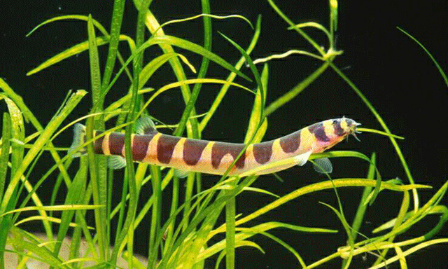 Файл:Акантофтальмус Кюля.jpg