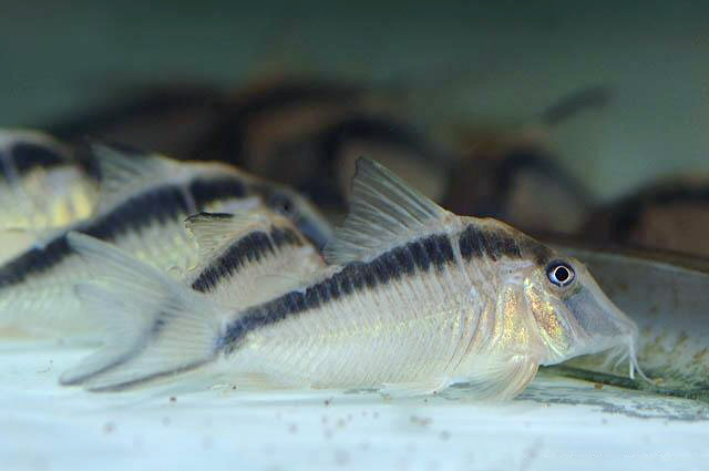 Файл:Коридорас нарциссус в аквариуме 3.jpg