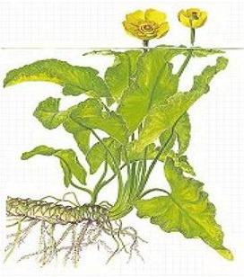 Файл:Кубышка японская иллюстрация.jpg