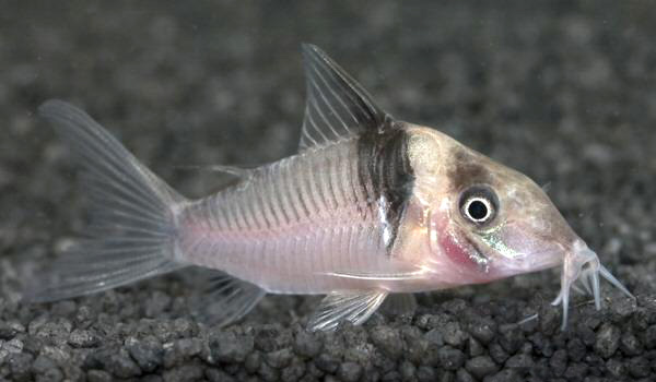 Файл:Коридорас виргиние в аквариуме 3.jpg