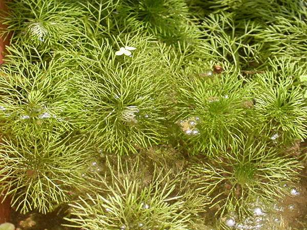 Файл:Амбулия сидячецветковая 3.jpg