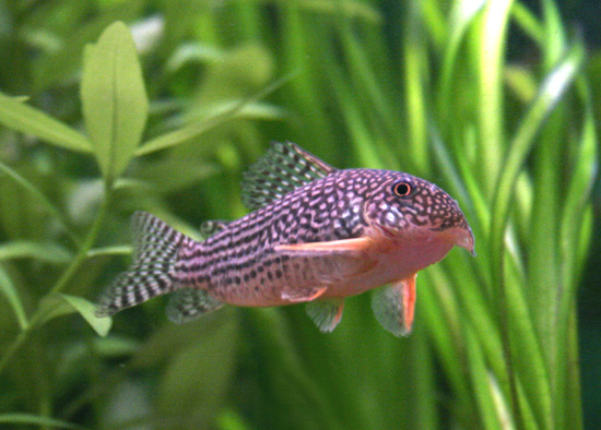 Файл:Коридорас штербы в аквариуме 3.jpg