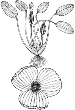 Файл:Оттелия овальнолистная 3.jpg
