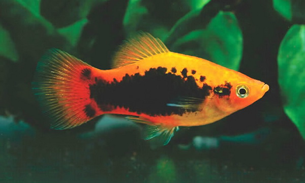 Файл:Карпозубообразные 3.jpg