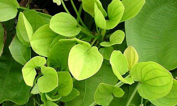 Файл:Эхинодорус крупноцветный 1.jpg