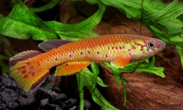 Файл:Карпозубообразные 1.jpg