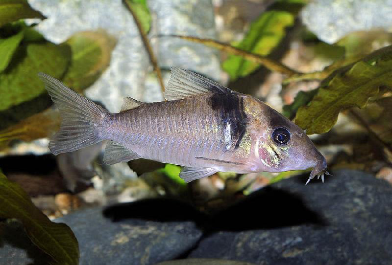 Файл:Коридорас виргиние в аквариуме 1.jpg