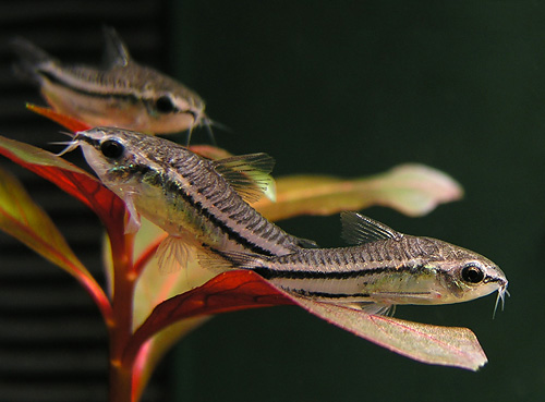 Файл:Коридорас пигмей в аквариуме 1.jpg