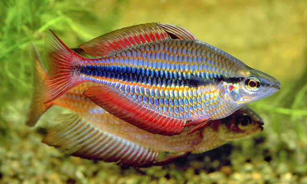 Файл:Радужница трёхполосая copy.jpg