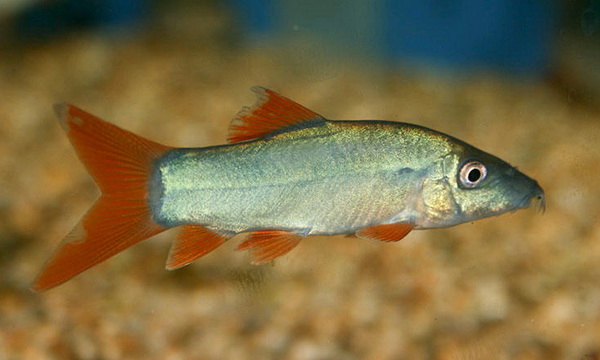 Файл:Карпообразные 2.jpg