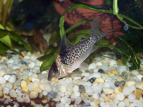 Файл:Коридорас дельфакс в аквариуме 2.jpg