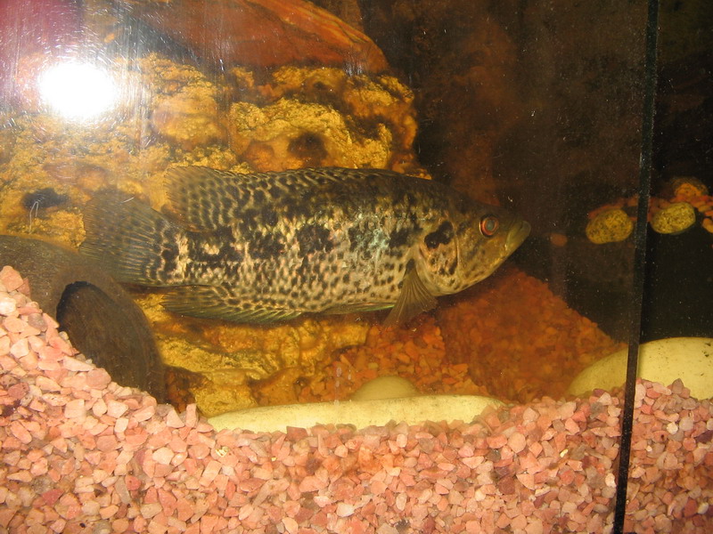 Файл:Вроде самка.jpg