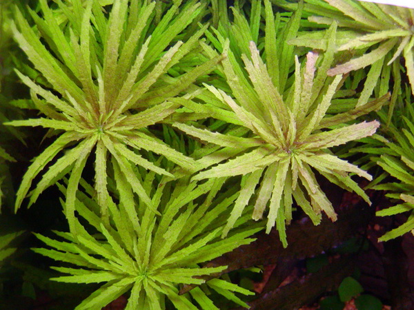 Файл:Лимнофила ароматная 3.jpg