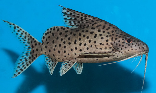 Файл:Сомообразные 1.jpg