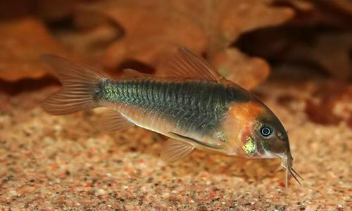 Файл:Коридорас всадник в аквариуме 2.jpg