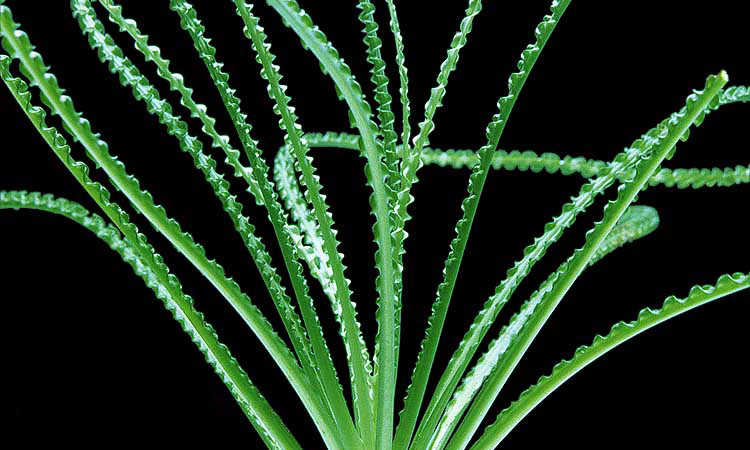 Файл:Кринум волнистый.jpg