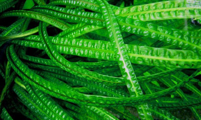 Файл:Криптокарина апоногетонолистная.jpg