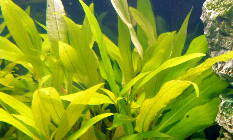 Файл:Гигрофила щитковидная сиамская.jpg