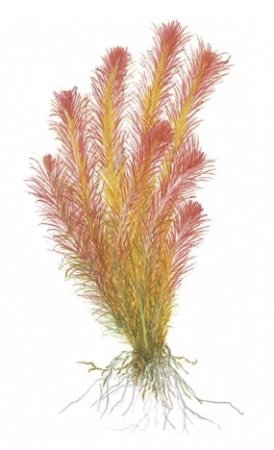 Файл:Ротала Валлиха иллюстрация.jpg