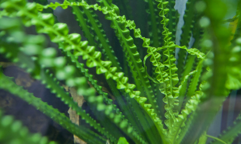 Файл:Кринум водный.jpg