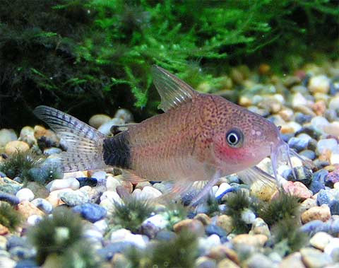 Файл:Коридорас гуапоре в аквариуме 1.jpg