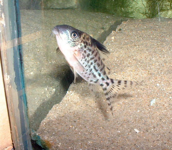 Файл:Коридорас агасица в аквариуме 3.jpg