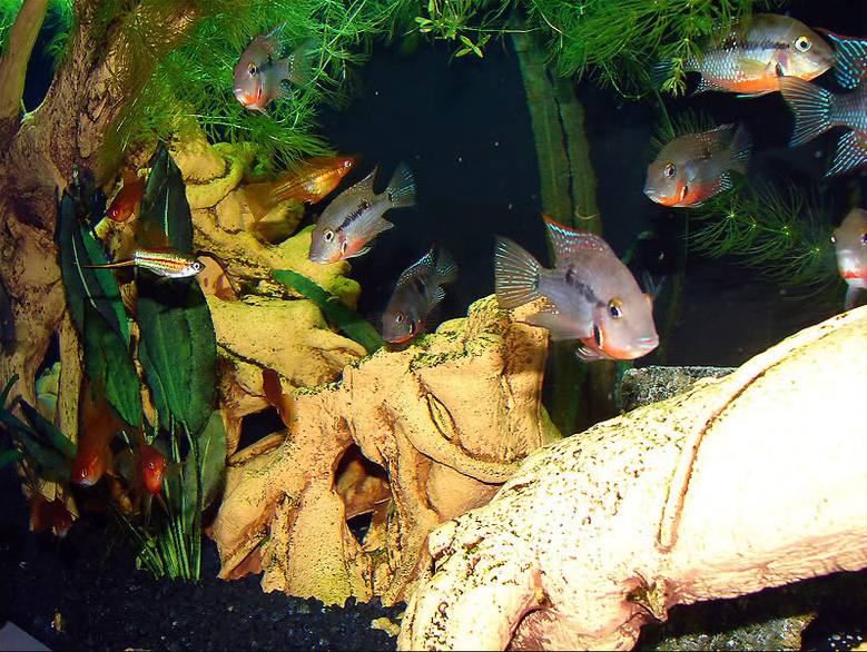 Файл:Цихлозома меека в аквариуме 1.jpg