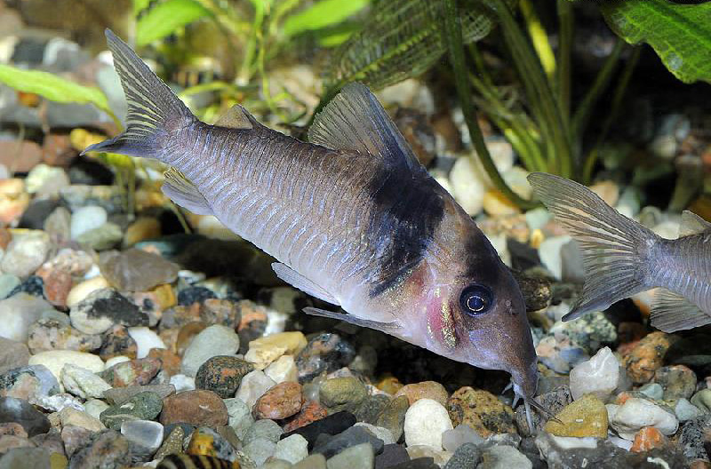Файл:Коридорас виргиние в аквариуме 2.jpg