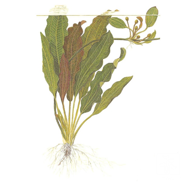 Файл:Эхинодорус Озирис 3.jpg