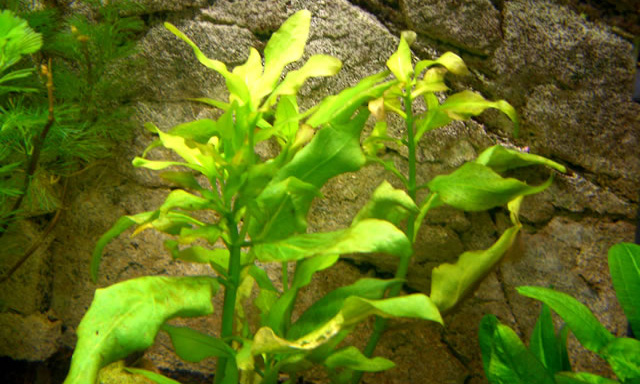 Файл:Гимнокоронис спилантоидес.jpg