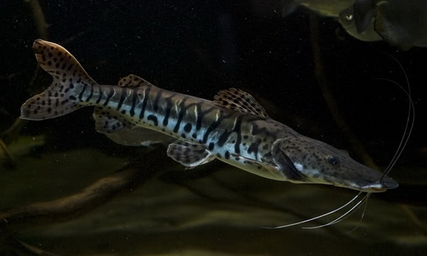 Файл:Веслоносый сом.jpg