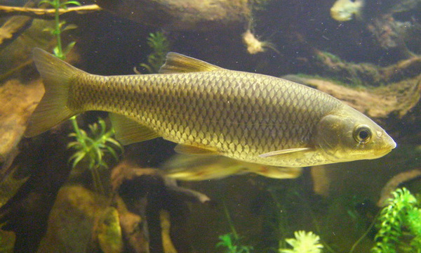 Файл:Карпообразные 1.jpg