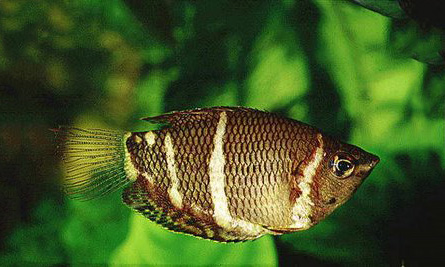 Файл:Гурами шоколадный.jpg