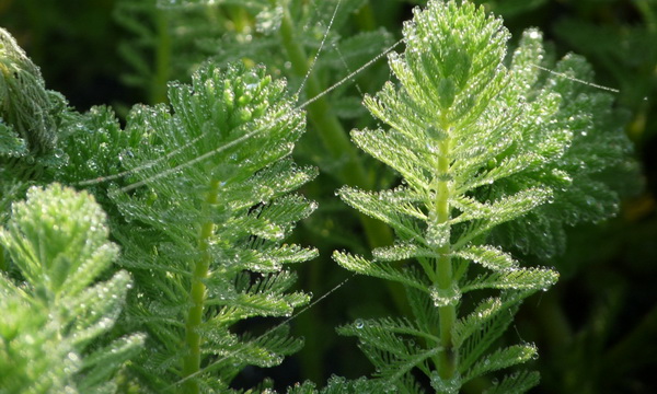 Файл:Перистолистник бразильский 2.jpg