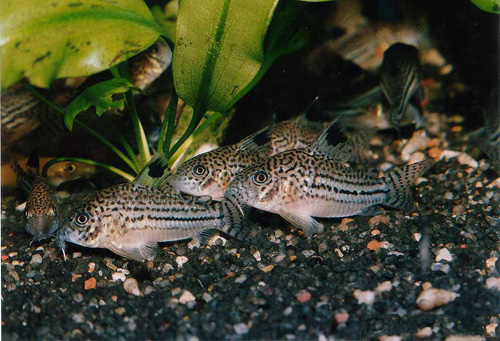 Файл:Коридорас юлии в аквариуме 1.jpg