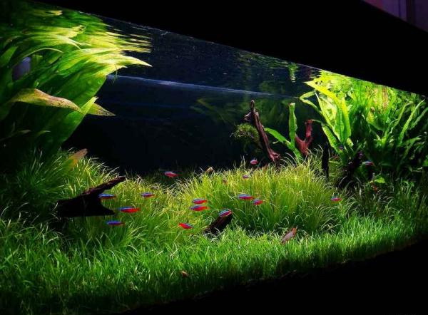 Файл:Лилеопсис бразильский 3.jpg