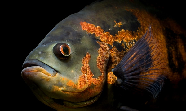 Файл:Окунеобразные 2.jpg