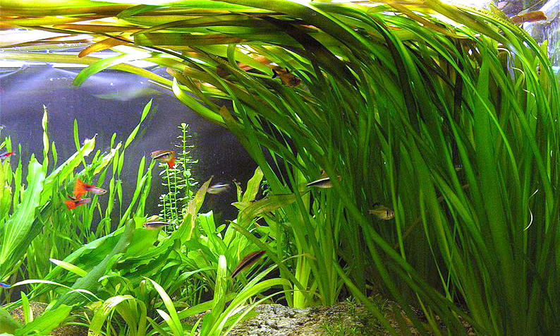 Файл:Валлиснерия гигантская.jpg