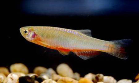 Файл:Данио розовый.jpg