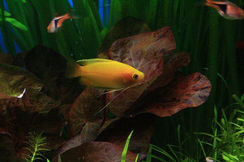 Файл:Гурами медовый в аквариуме 1.jpg