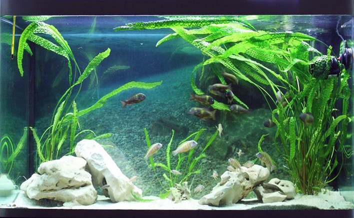 Файл:Криптокарина апоногетонолистная 2.jpg