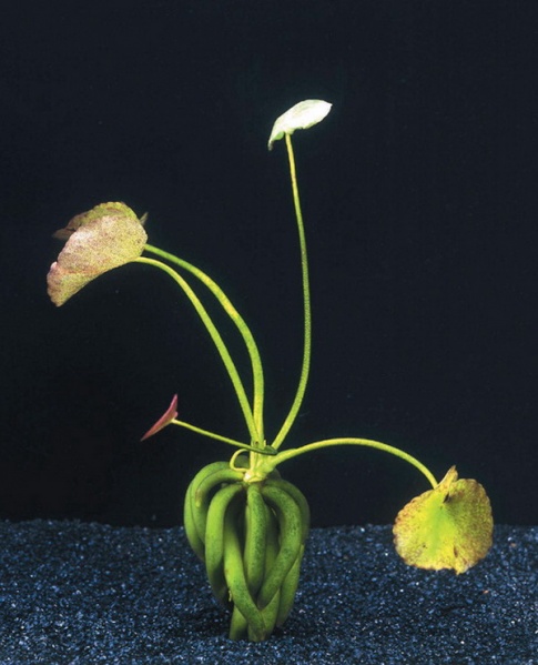 Файл:Нимфоидес водный 3.jpg