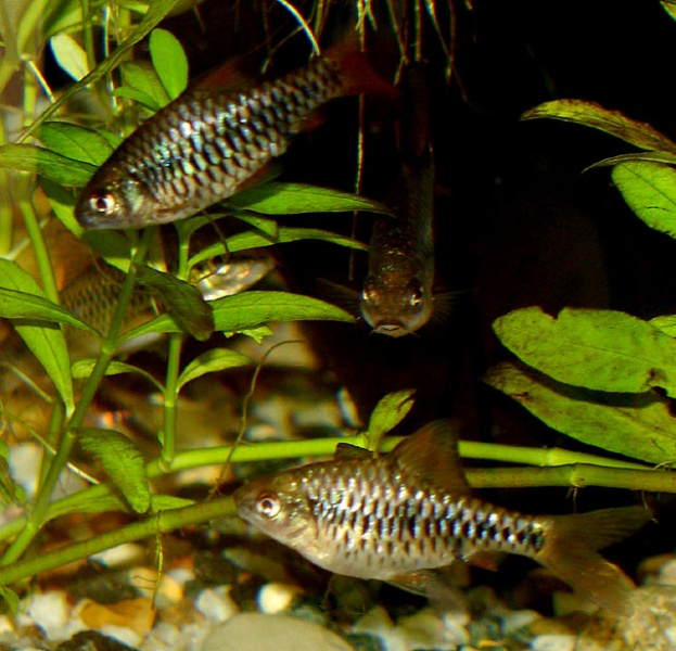 Файл:Oligo 1.jpg