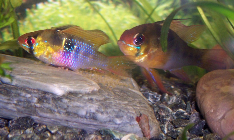 Файл:Microgeophagus ramirezi 6.jpg