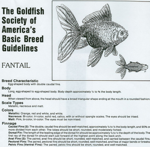 Файл:История золотых рыбок.jpg