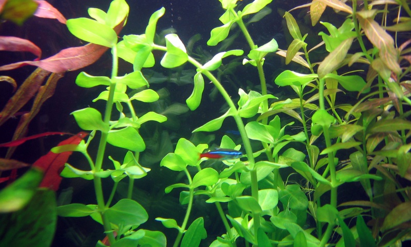 Файл:Бакопа каролинская.jpg