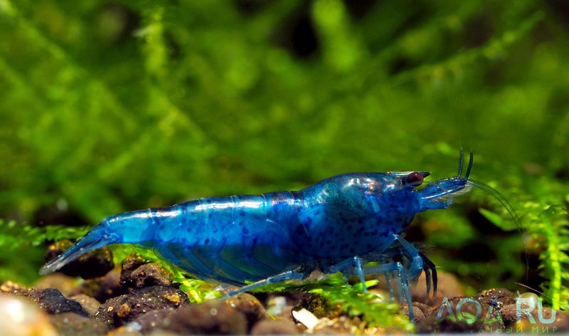 Файл:Neocaridina Blue.jpg