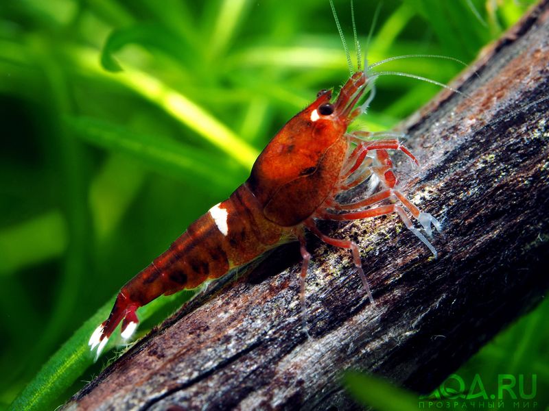 Файл:Caridina Ruby Red.jpg