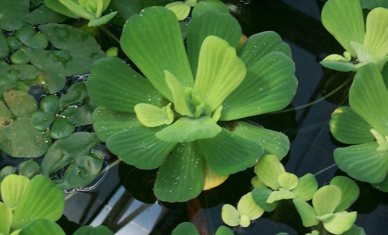 Файл:Пистия телорезовидная.jpg