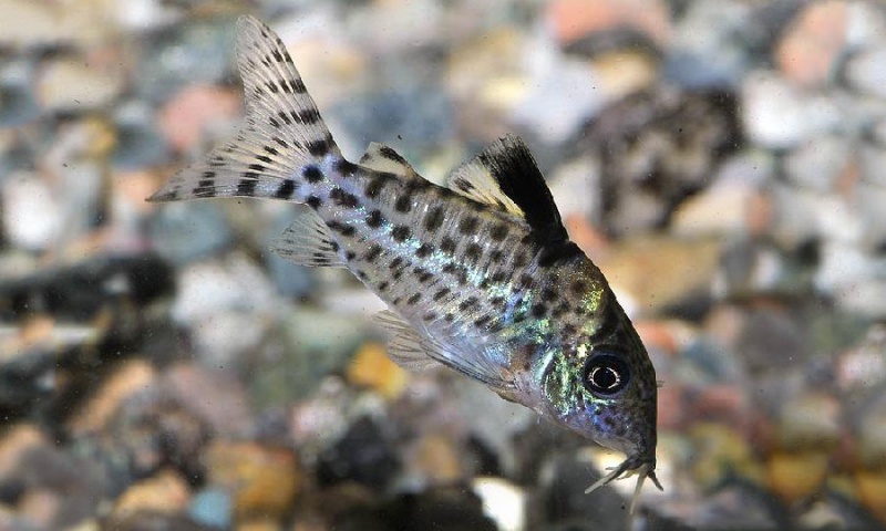 Файл:Коридорас агасица.jpg